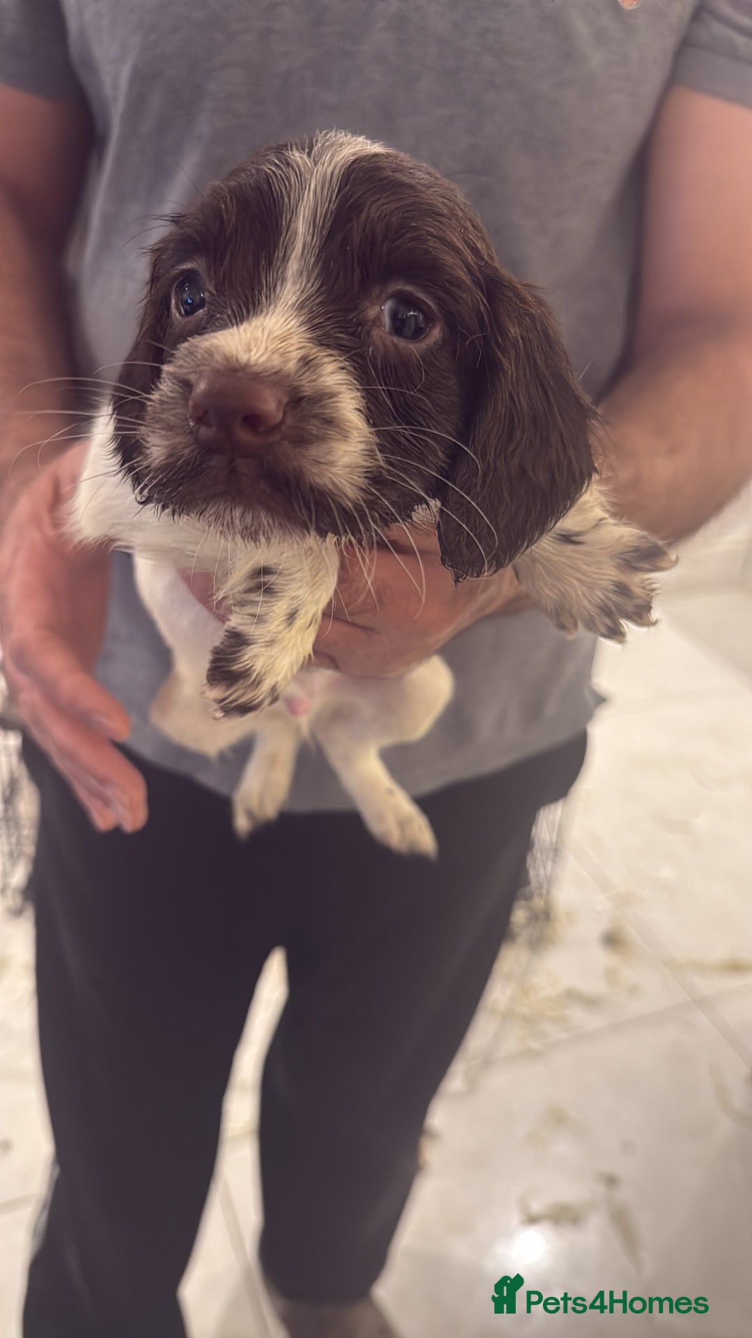 English Springer Spaniel dogs for sale: Beautiful Springer Spaniel working line - Advert 23