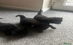 British Shorthair cats for sale: Three black kittens for sale  - Image 4