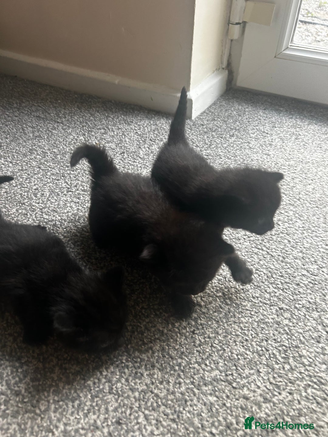 British Shorthair cats for sale: Three black kittens for sale  - Image 4