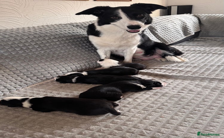 Border Collie dogs Border collie puppies - Advert 14