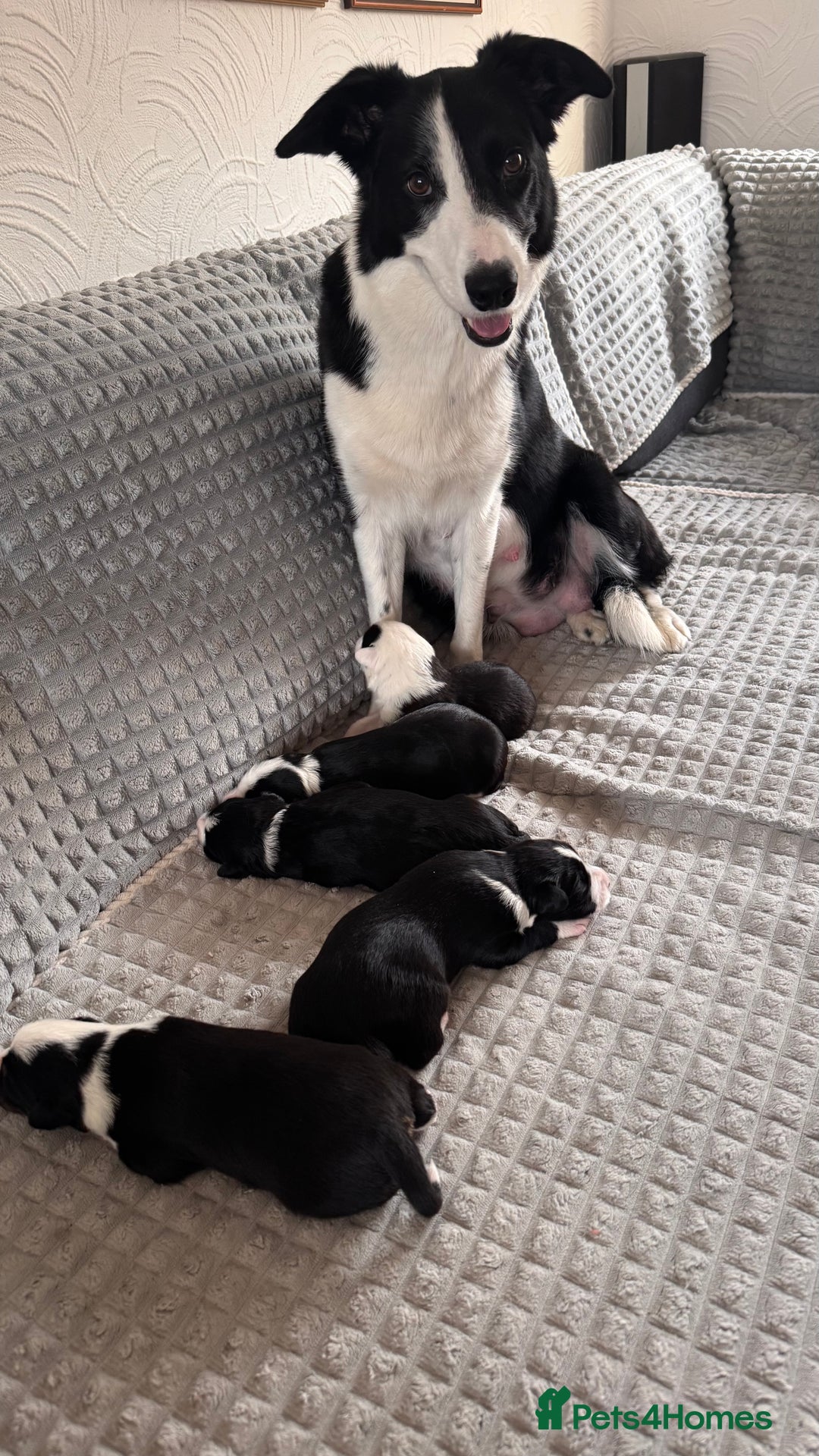 Border Collie dogs for sale: Border collie puppies - Advert 7