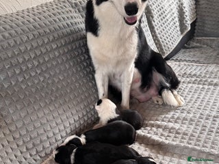 Border Collie dogs Border collie puppies - Advert 13