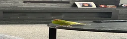 Parakeets birds for sale: Male Kakariki in Ossett - Advert 2