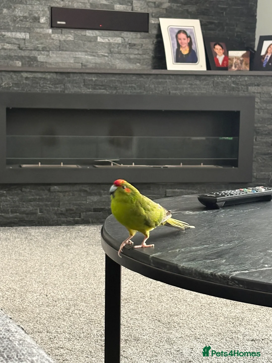 Parakeets birds for sale: Male Kakariki in Ossett - Advert 2