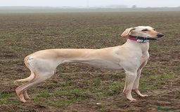 Saluki dogs for sale: Saluki/ LURCHER pups - Image 1