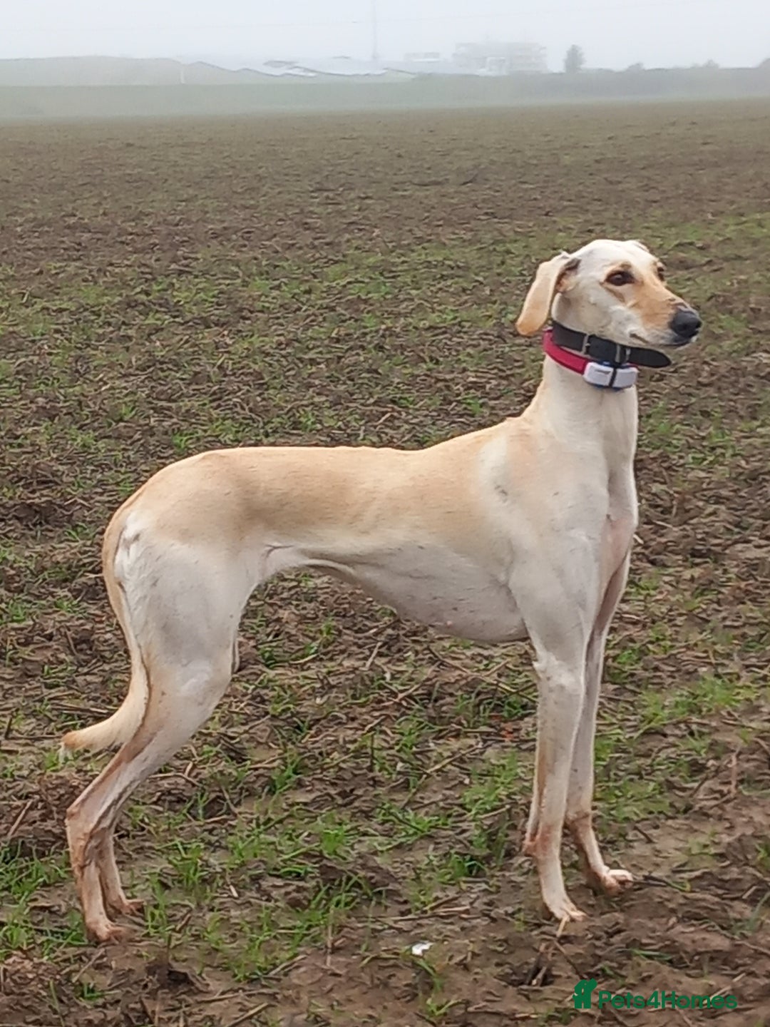 Saluki dogs for sale: Saluki/ LURCHER pups - Image 1
