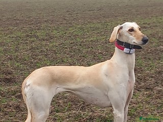 Saluki dogs - Advert 3