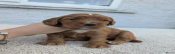 Cocker Spaniel dogs for sale: KC Registered FTCH bloodline Working Cocker Pups - Advert 29