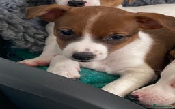Jack Russell dogs for sale: Stunning 7 wks Jack Russell Terrier pups £950 - Image 7