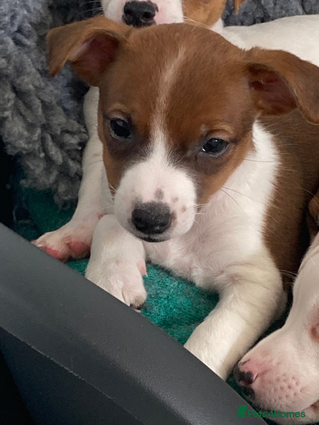 Jack Russell dogs for sale: Stunning 7 wks Jack Russell Terrier pups £950 - Image 7