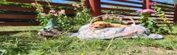 Springador dogs for sale: 6 beautiful springador Puppies fo4 sale - Advert 19
