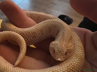 Snake reptiles Albino Arctic Conda Hognose + vivarium - Advert 18