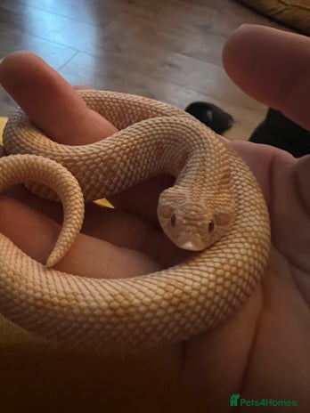 Snake reptiles - Advert 4