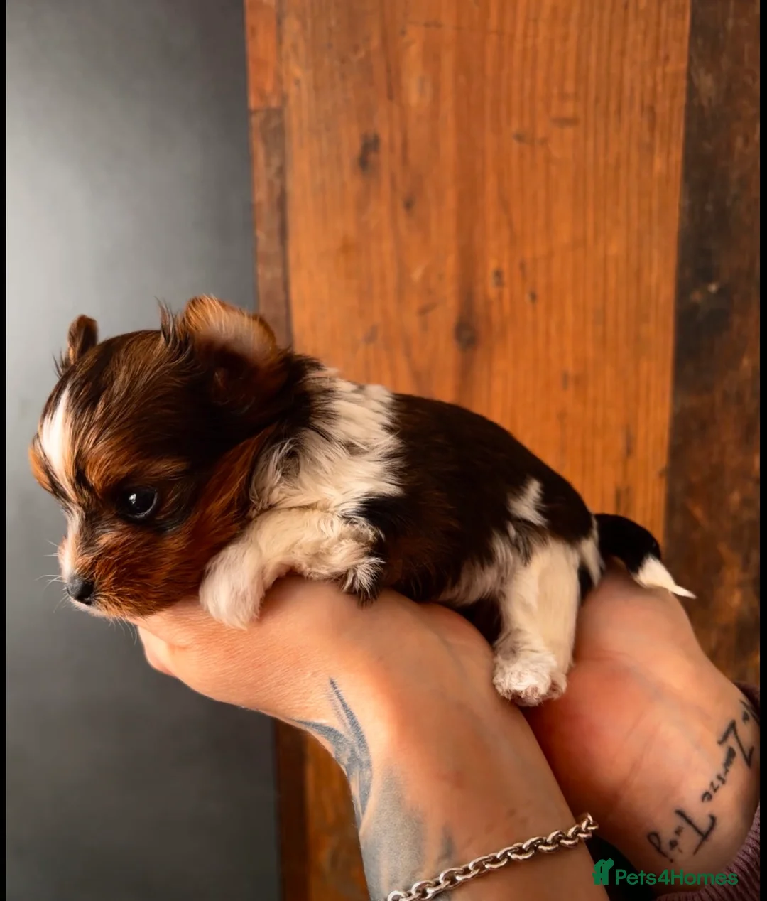 Yorkshire Terrier dogs for sale: 🌺Stunning Tiny Yorkie Girl 🌺 - Advert 2