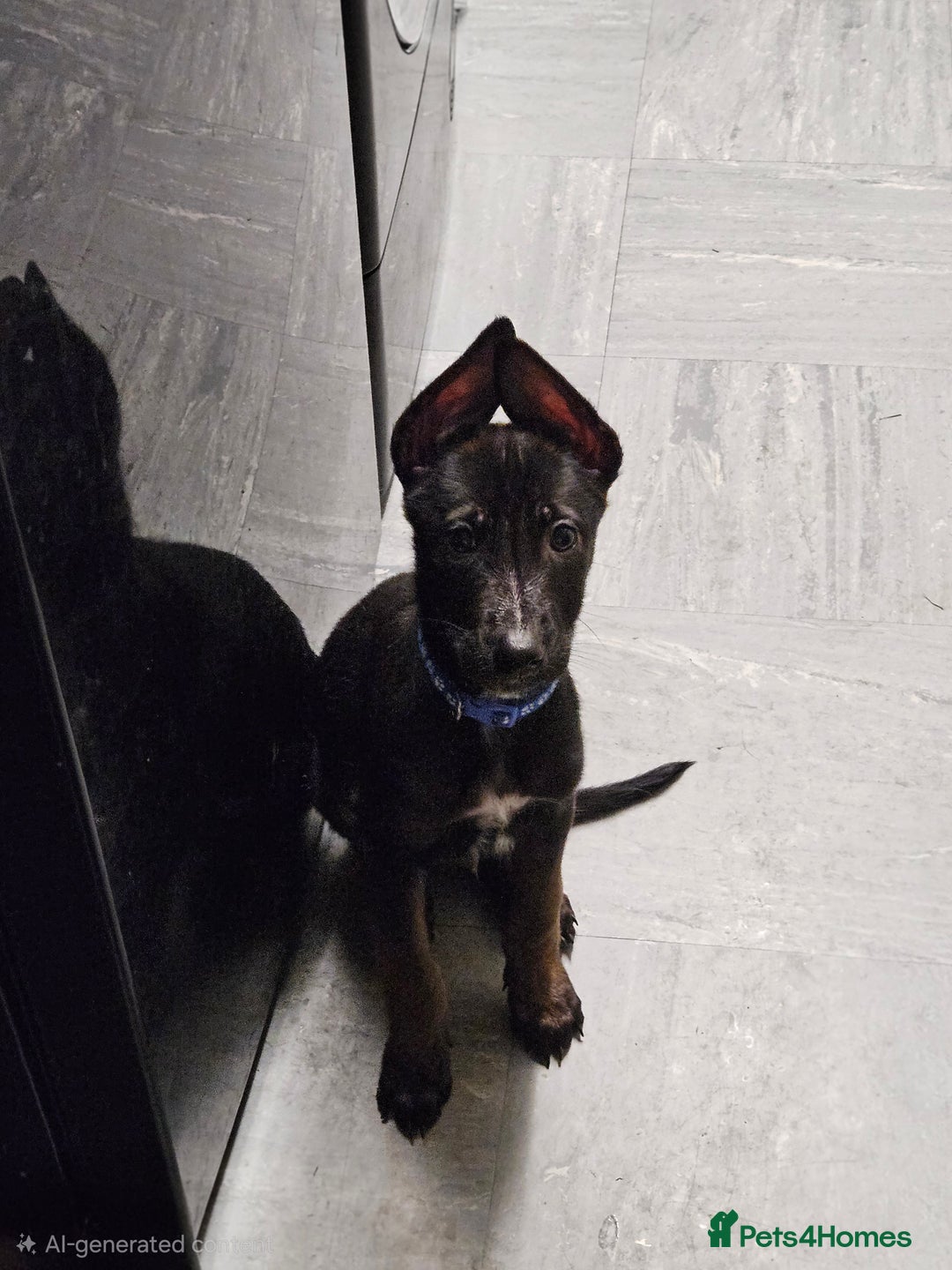 Belgian Shepherd Dog dogs for sale:  Belgian malinois  - Advert 7