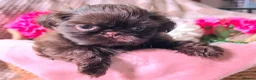 Shih Tzu dogs for sale: Stunning, chocolate KC reg tiny imperial shih tzu  - Advert 14