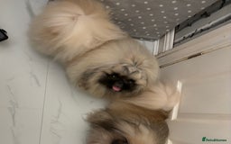 Pekingese dogs for stud: Kc registered Pekingese for stud duties in Truro - Image 8