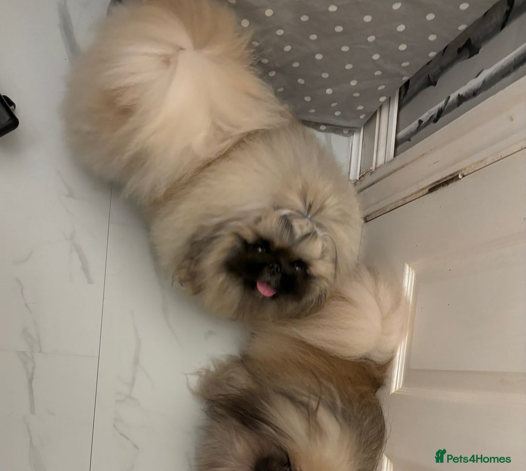 Pekingese dogs for stud: Kc registered Pekingese for stud duties in Truro - Image 8