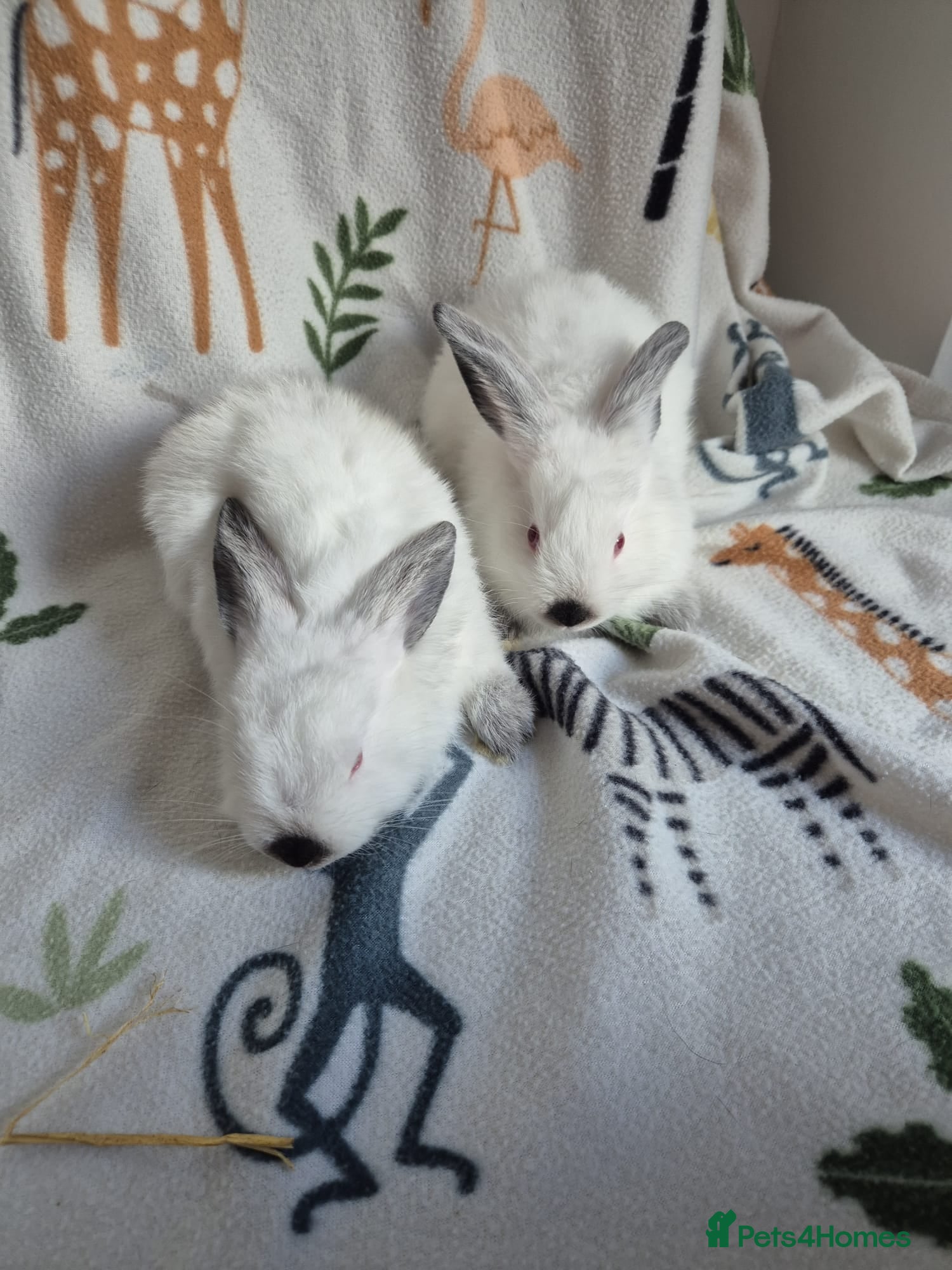Californian rabbits for sale: Californian White Buck Kits - READY 18TH JUNE - Advert 8