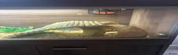 Bearded Dragon reptiles for sale: Female Bearded dragon + full setup in Brackley - Advert 4