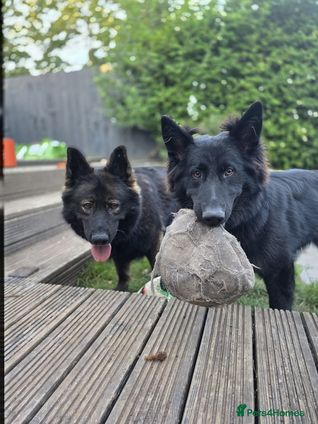 German Shepherd dogs for sale: DDR line German Shepard  - Image 9