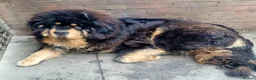 Tibetan Mastiff dogs for sale: Beautiful boys in Middlesbrough - Advert 2