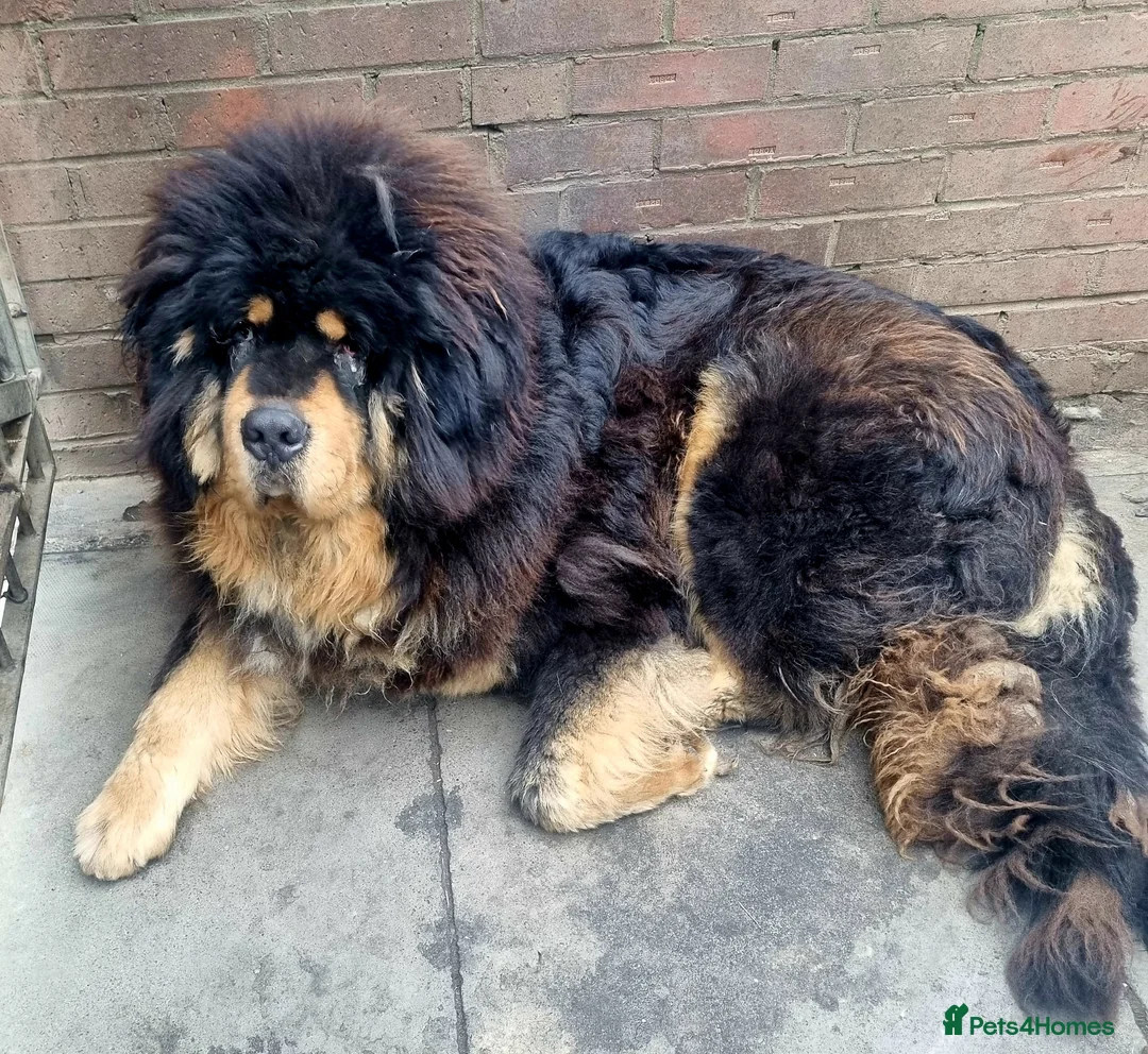 Tibetan Mastiff dogs for sale: Beautiful boys in Middlesbrough - Advert 2