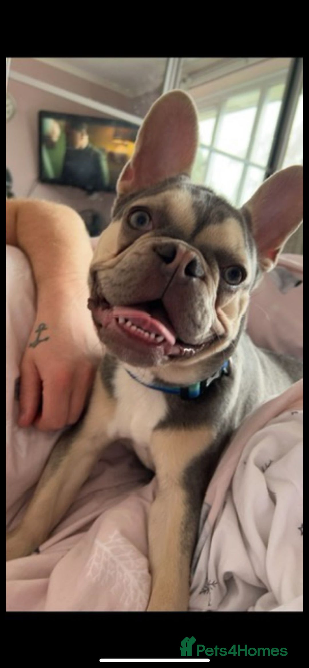 French Bulldog dogs for stud: French bulldog for stud  - Advert 4