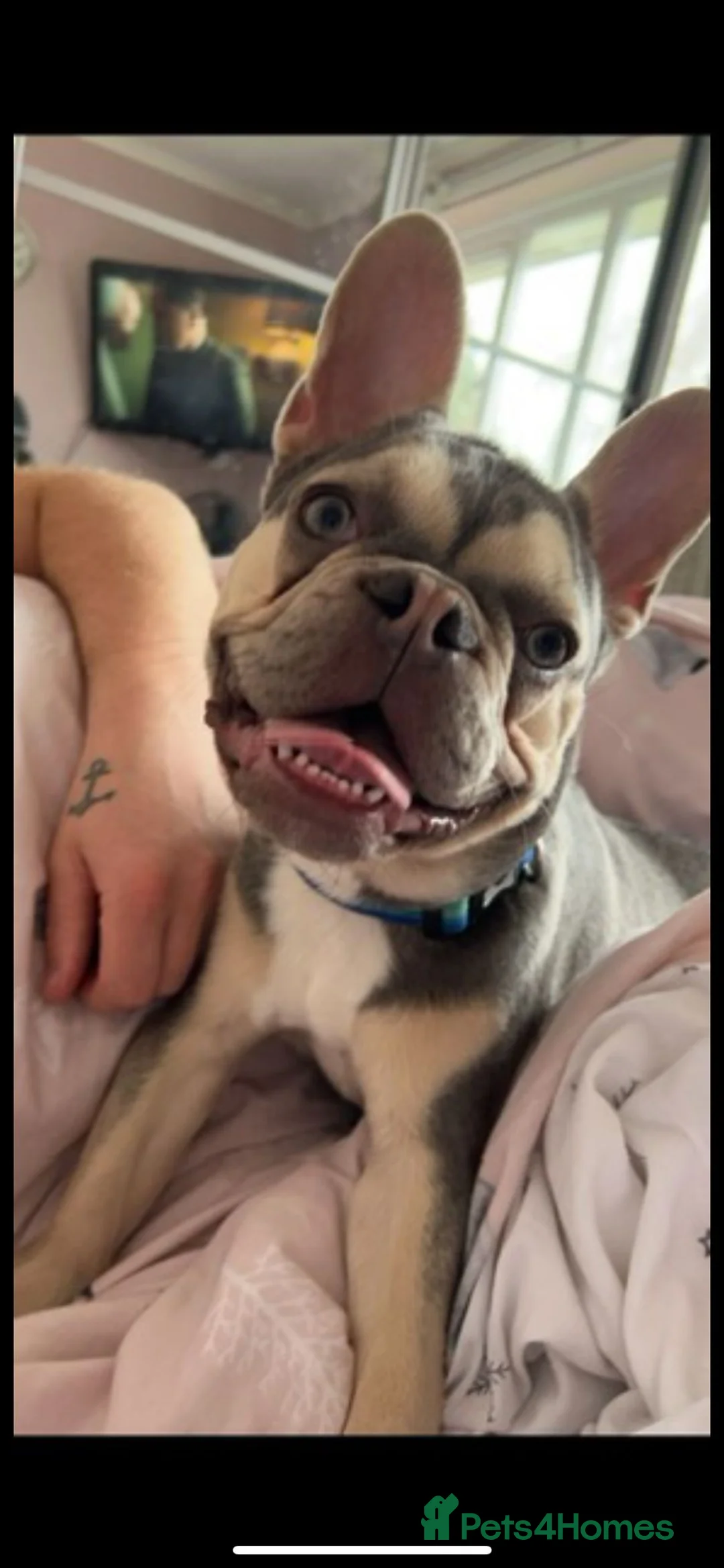 French Bulldog dogs for stud: French bulldog for stud  - Advert 4