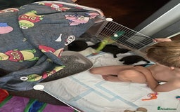 Mixed Breed cats for sale: Bombay x Tabby little girls - Image 13