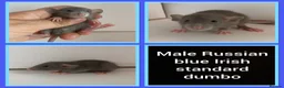 Rat rodents for sale: Adorable baby rats for sale  - Advert 10