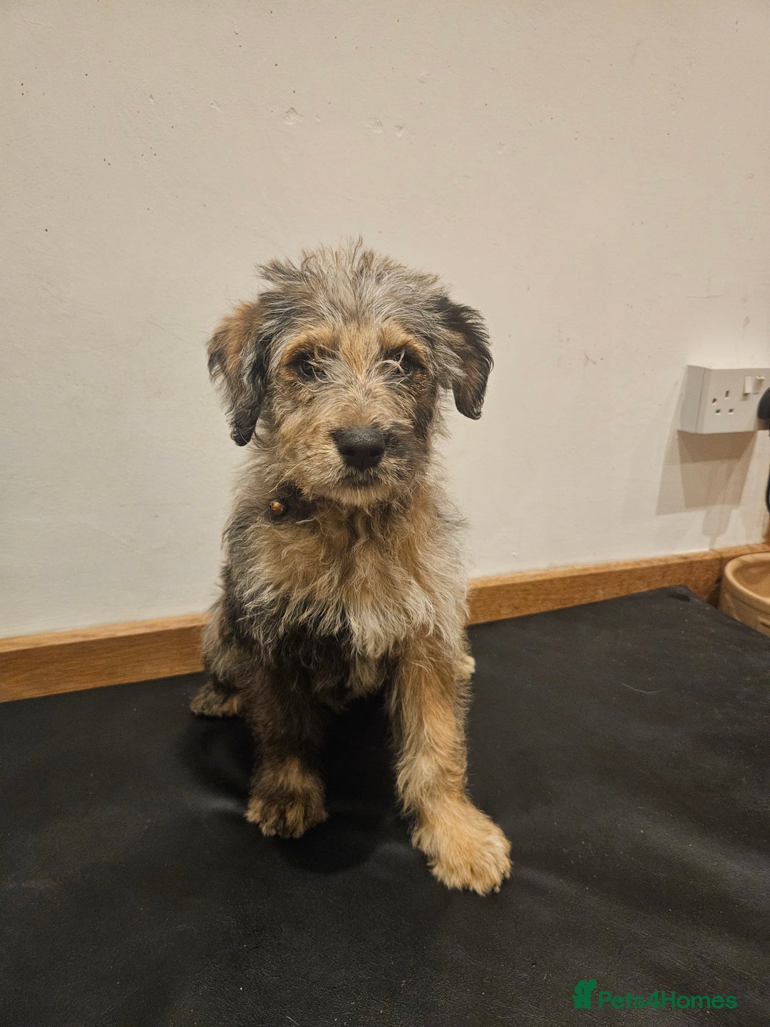 Mixed Breed dogs for sale: Rottweiler x poodle puppies ✨️ready now✨️ - Advert 23