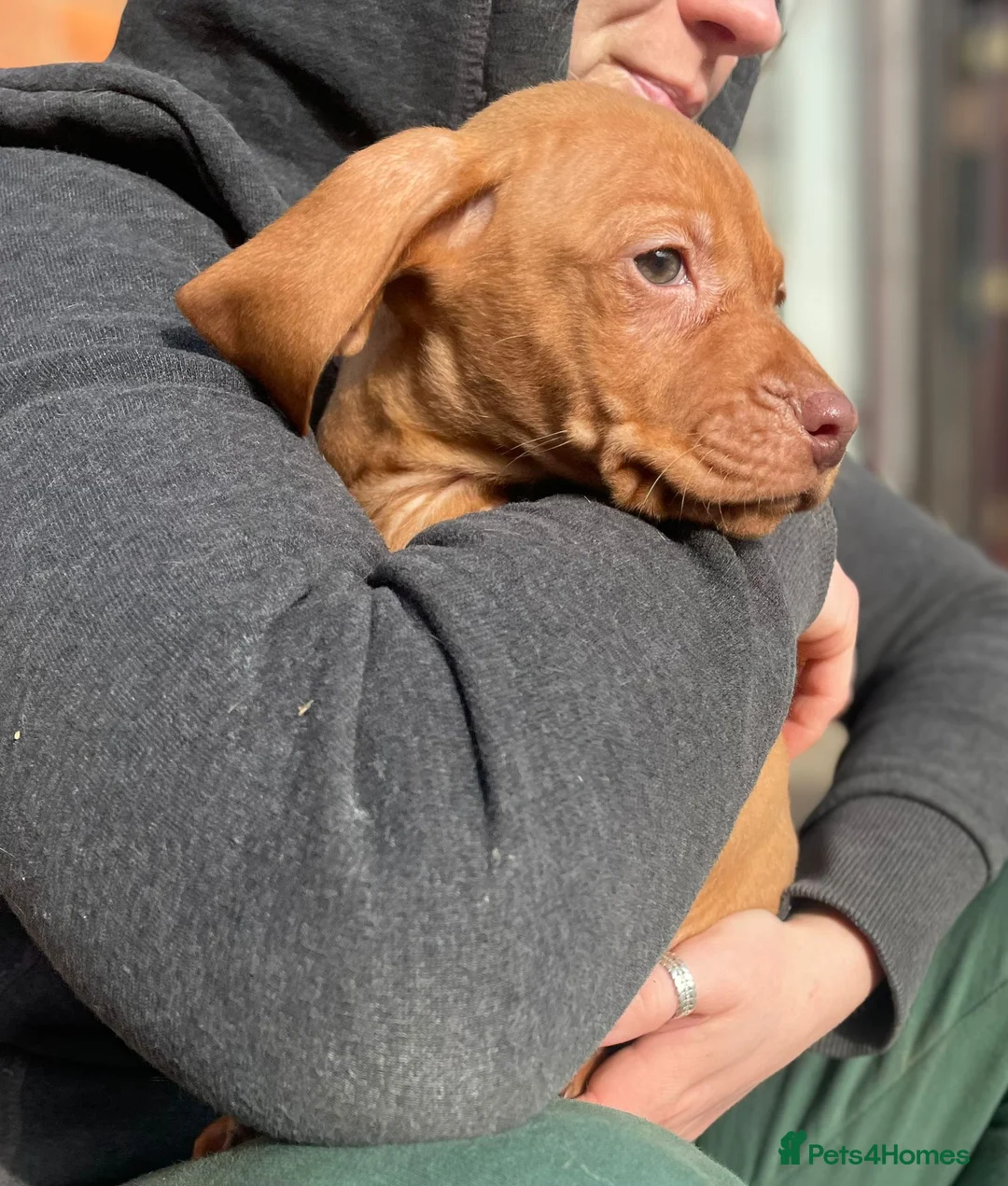 Hungarian Vizsla dogs for sale: Beautiful litter of Vizsla’s  - Advert 1