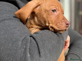 Hungarian Vizsla dogs Beautiful litter of Vizsla’s - Advert 10