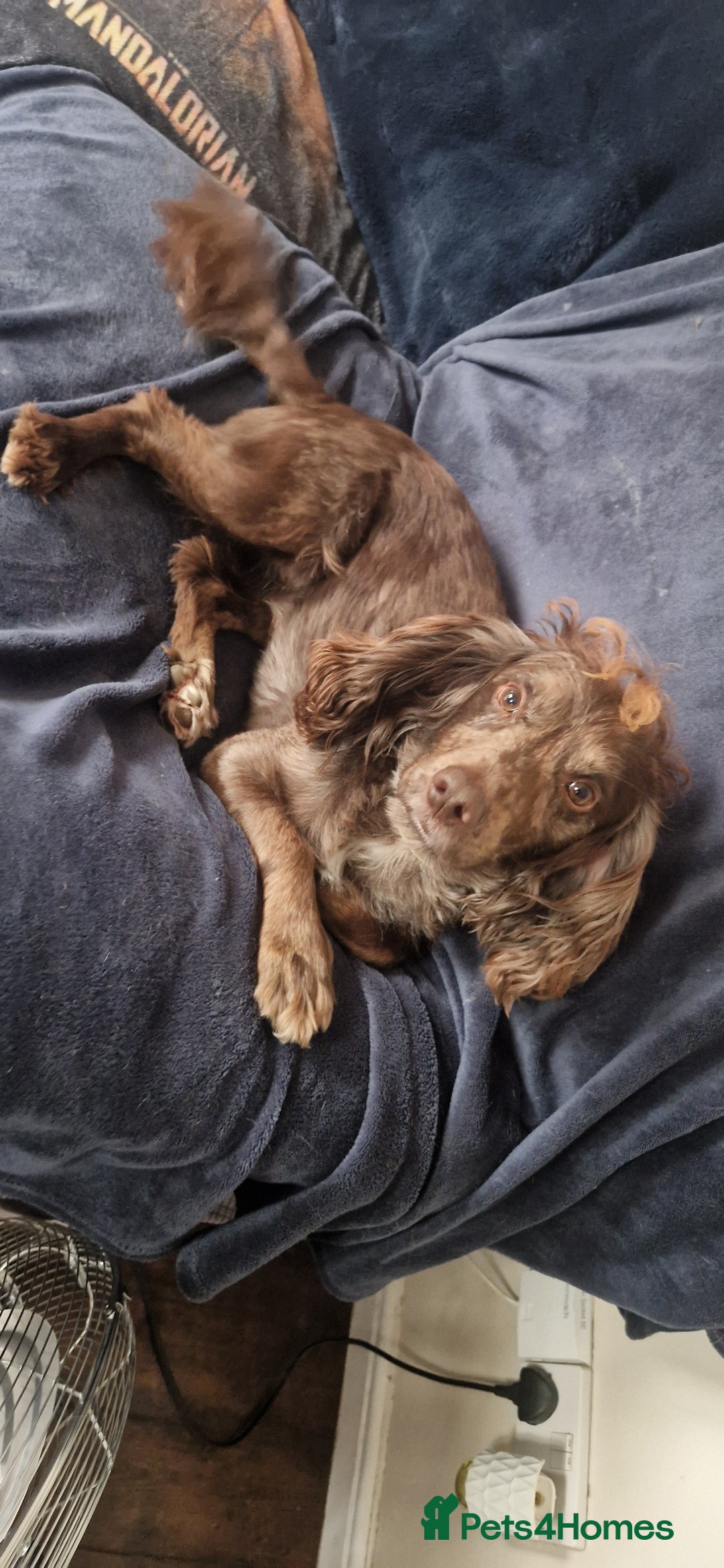 Cocker Spaniel dogs for sale: Cocker Puppies - Image 12