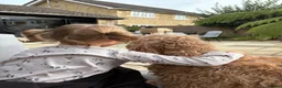 Irish Doodle dogs for sale: LARGE Irish Golden Doodle Puppies- red curly coats in Winchester - Advert 4
