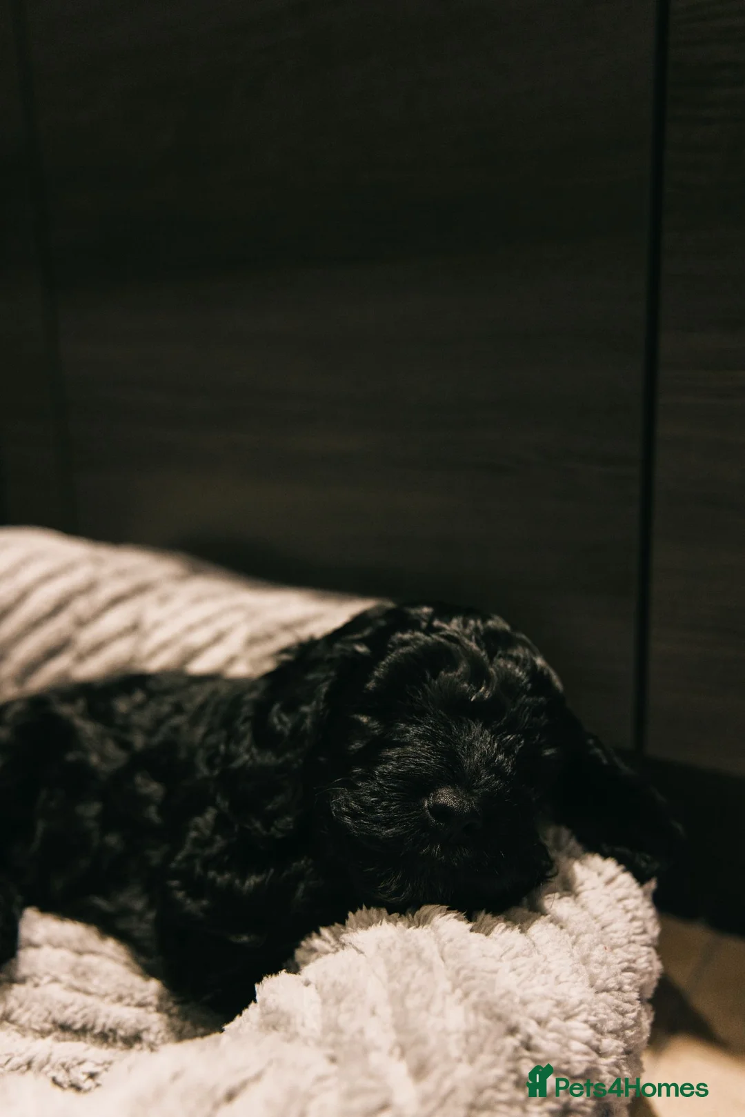 Cockapoo dogs for sale: Black Cockapoo boy - Advert 3