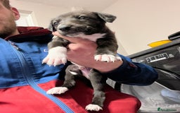 Lurcher dogs for sale: Narla and blue's pups - Image 1