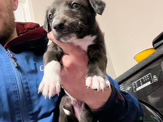 Lurcher dogs - Advert 31