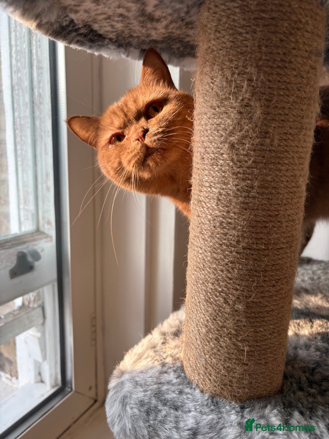 British Shorthair cats for sale: GCCF Active Registered Cinnamon British shorthair  - Advert 3