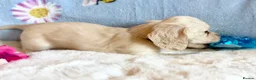 Dachshund dogs for sale: Miniature dachshund extensively health tested - Advert 9