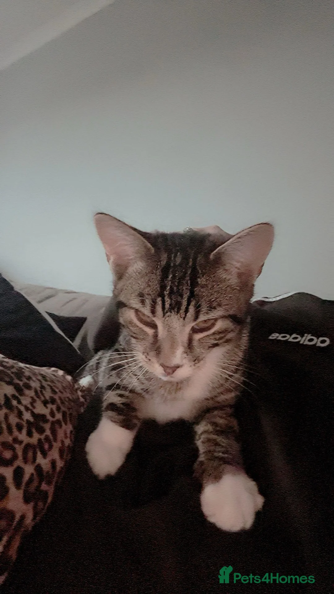 Mixed Breed cats for sale: Male cat in Dunfermline - Advert 5