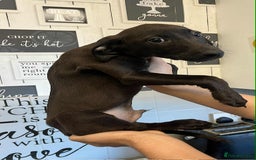 Mixed Breed dogs for sale: 4 cute Labrador x Doberman boy puppies available - Image 6
