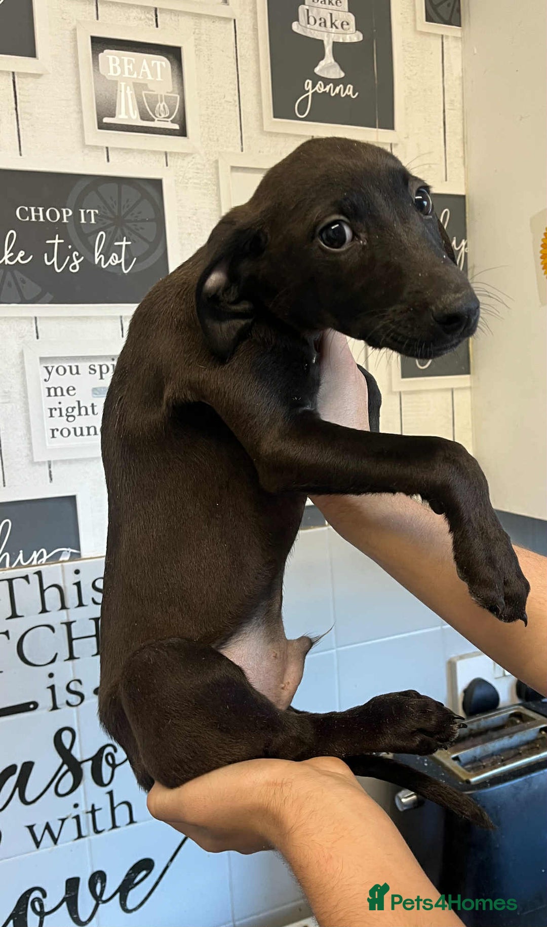 Mixed Breed dogs for sale: 4 cute Labrador x Doberman boy puppies available - Image 6
