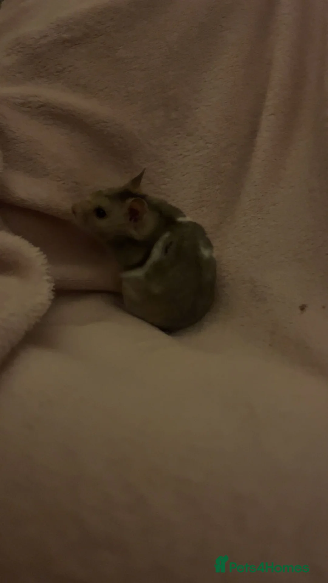 Hamster rodents for sale: Tame Female Syrian Hamster  in Milton Keynes - Advert 4