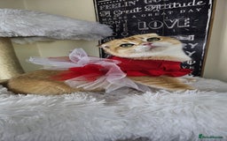 British Shorthair cats for sale: TICA REGISTERED Golden Chinchilla Girl - Image 15