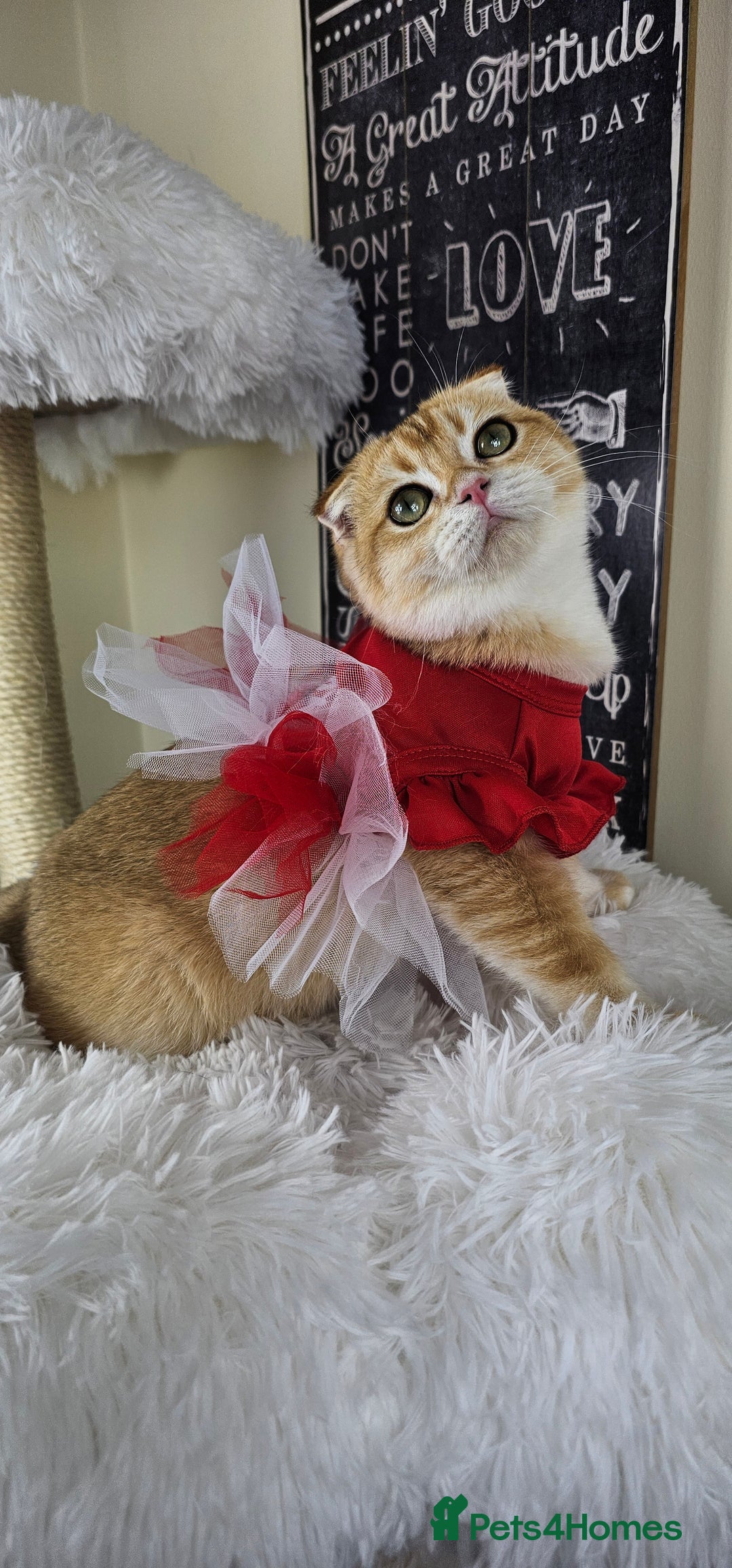 British Shorthair cats for sale: TICA REGISTERED Golden Chinchilla Girl - Image 15