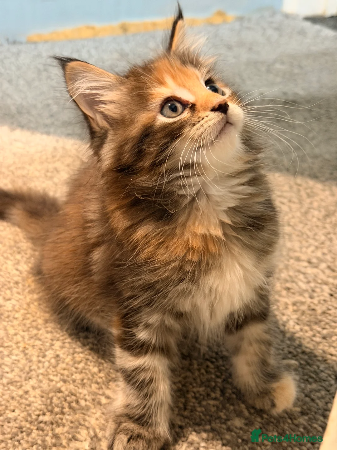 Maine Coon cats for sale: Maine coon kittens - Advert 23