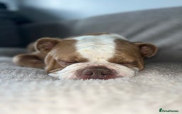English Bulldog dogs for sale: Bonnie  - Image 3