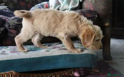 Labradoodle dogs for sale: F3 Labradoodle Puppies Licenced Breeder - Image 29